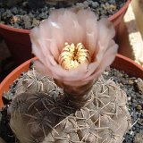 Gymnocalycium kieslingii v. castanea JLcoll.1925.jpg